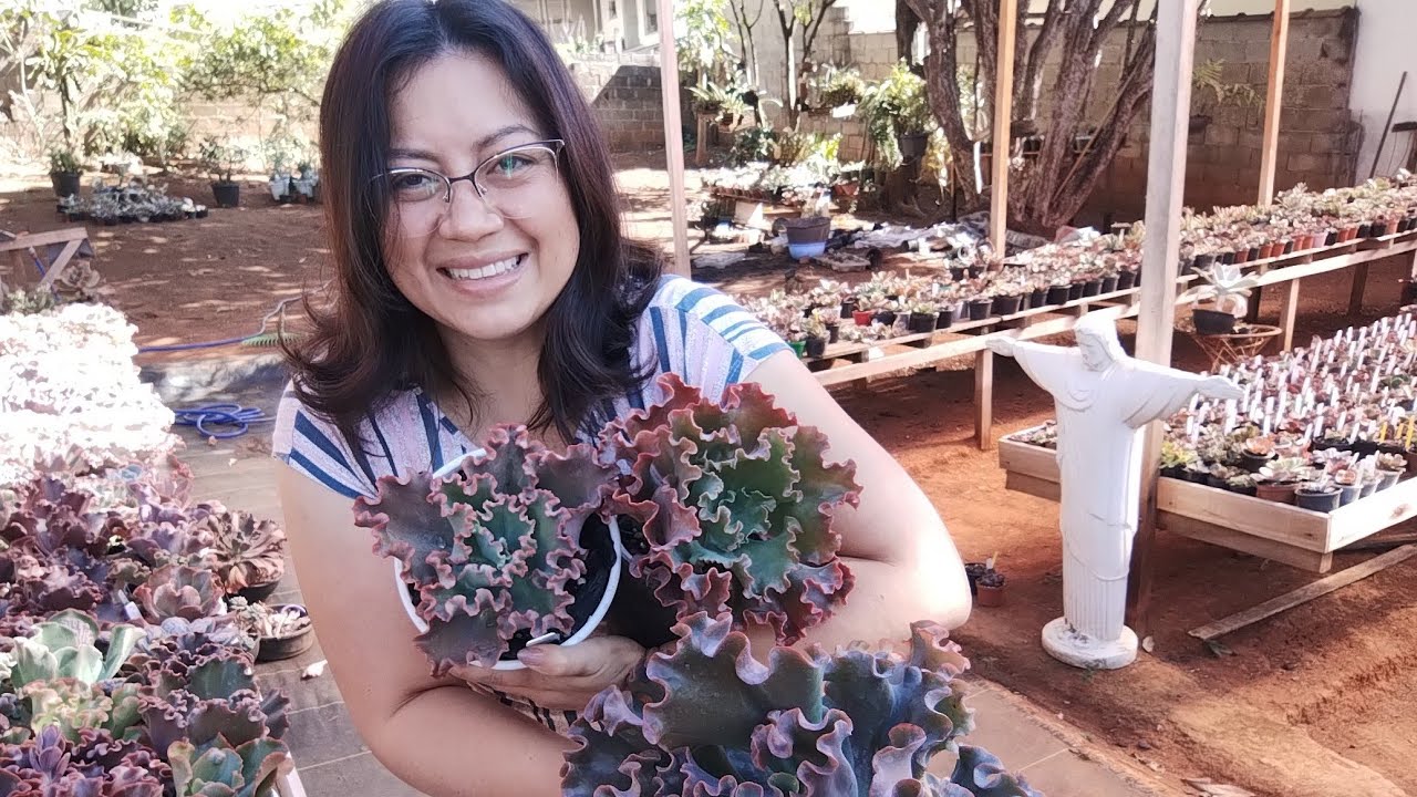 MINHA coleção de Gibbiflora Brilho do Sol  ANDRÉ EMMER