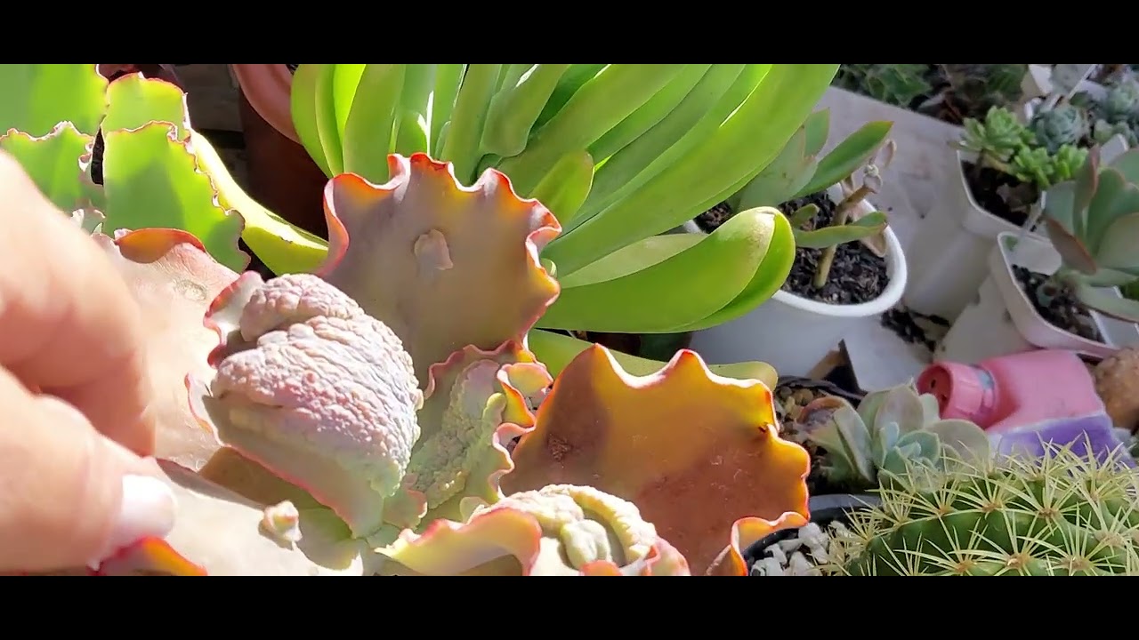 O QUE USO PARA COMBATER CONCHONILHAS, OÍDIOS E MANCHA NEGRA NOS CACTOS E SUCULENTAS. 