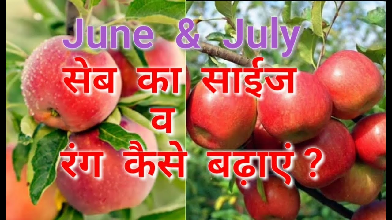 How to increase Apple's Size & Colour in June & July, by Inside Great Himalaya