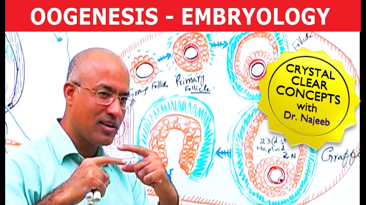 Oogenesis | Gametogenesis | Embryology🩺