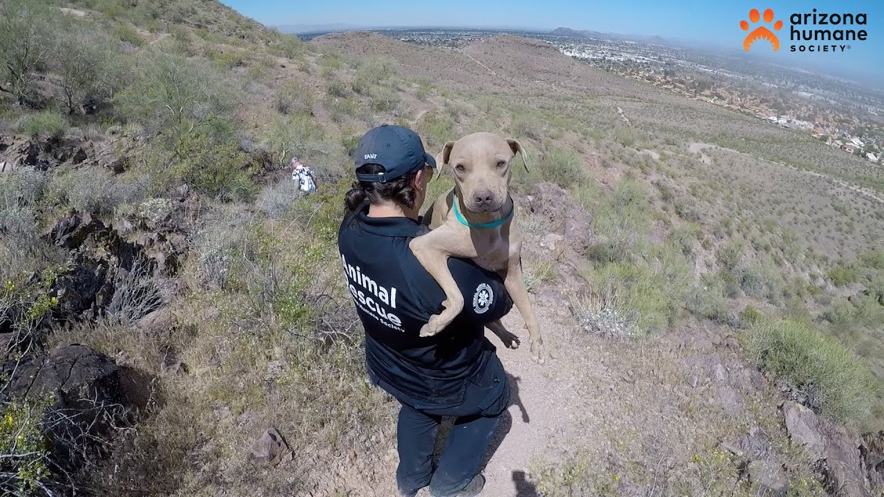 MOUNTAIN RESCUE CAUGHT ON CAMERA: Hiker Helps Save Dehydrated Dog Stranded on Phoenix Mountain