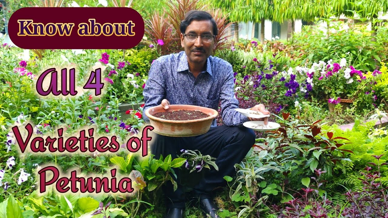 Know about different varieties of Petunias and when to grow them