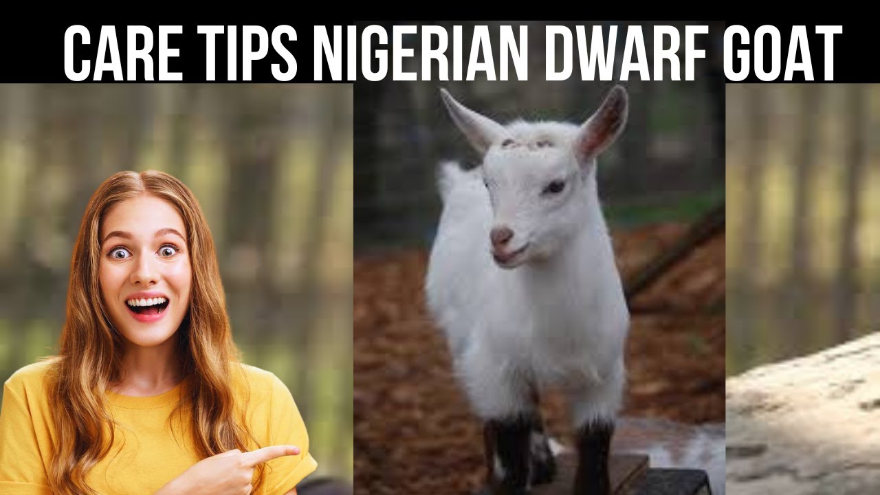How to Properly Care for Nigerian Dwarf Goats | Care Tips for Beginners | Goat Care