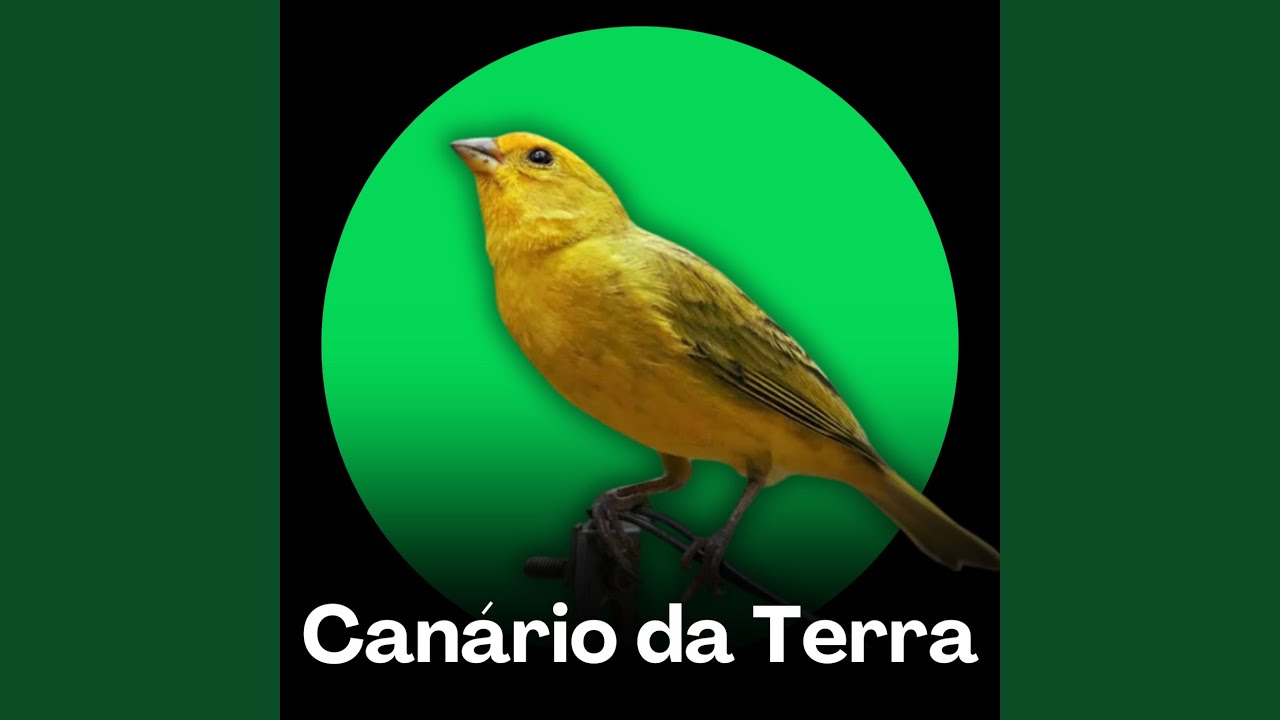 Canario da Terra - Estalo