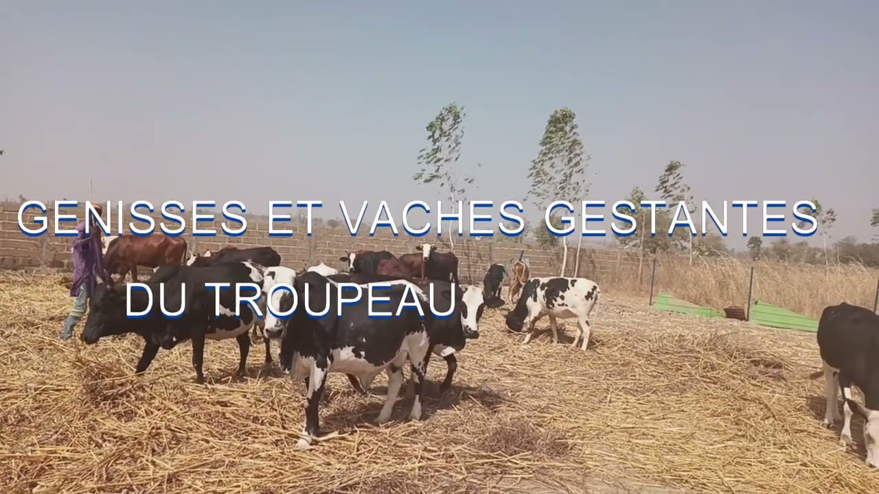 AUDIT VETERINAIRE : PREMIERE ETAPE TECHNIQUE SUR LE CHEPTEL.