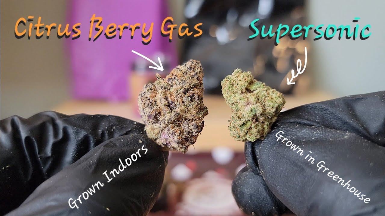 Citrus Berry Gas and Supersonic - Indoor and Greenhouse Grow - YAGA Farms - THCa Flower Review