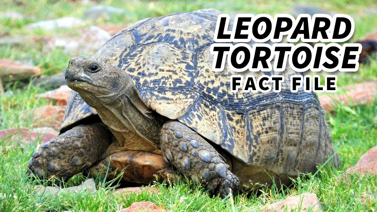 Факты о леопардовой черепахе: ЧЁРНАЯ и ЖЁЛТАЯ черепаха 🐢 Файлы с фактами о животных