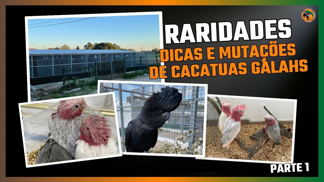 CACATUAS GALAHS como nunca viste: Sucesso na criação e MUTAÇÕES RARAS | Parte 1