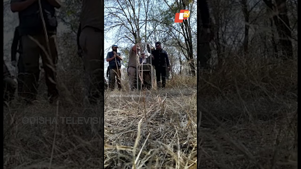 2 Cheetahs released into open forest in Kuno National Park