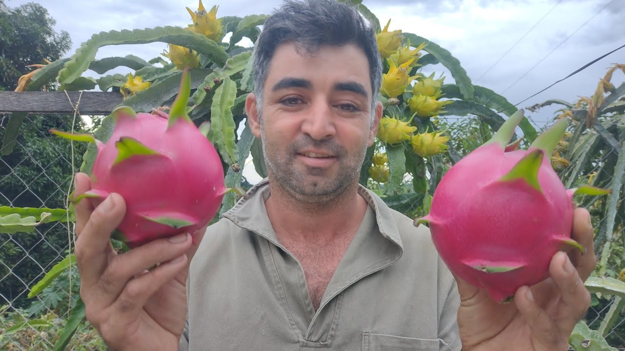 Pitaya australiana.Variedade purple pearl uma nova variedade produzindo aqui no pomar...