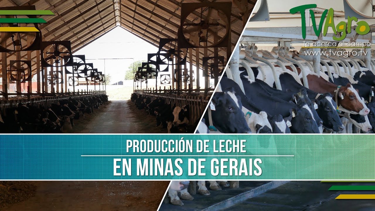 Como es la Produccion de Leche en Brasil - TvAgro por Juan Gonzalo Angel
