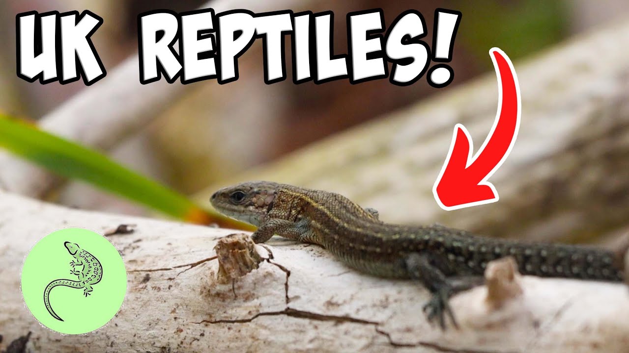 Seeing the UK's LARGEST OUTDOOR Reptile and Amphibian Breeding Facility!