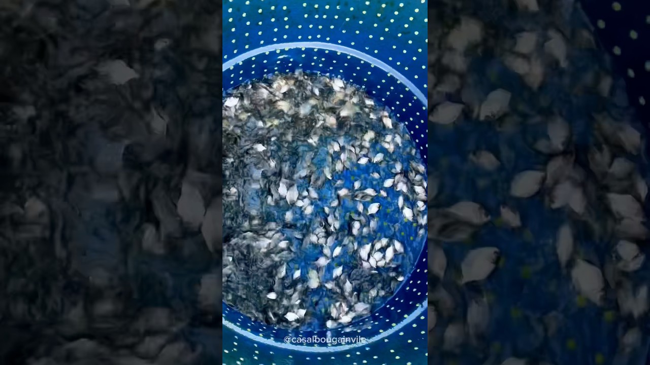 Ber&ccedil;&aacute;rio para alevinos feito de caixa d&rsquo;&aacute;gua. #tutorial  #reciclagem #pescaria #dicas #piscicultura