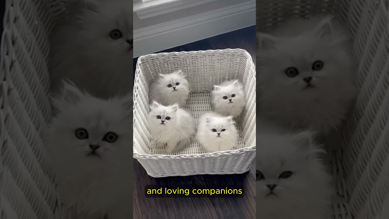 When you are smol catto but big brain! Teacup Persian 🐱 #shorts #cat