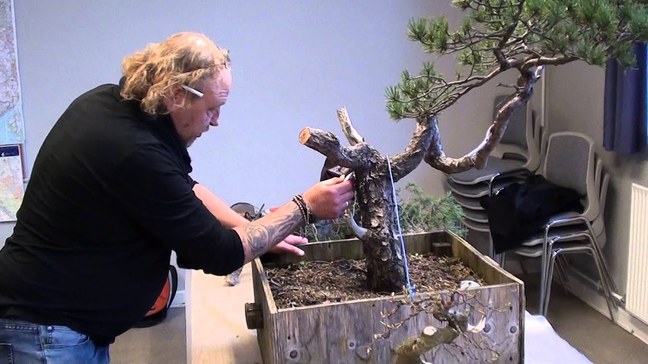 Kevin Wilson Workshop Danish Bonsai Club April 2014