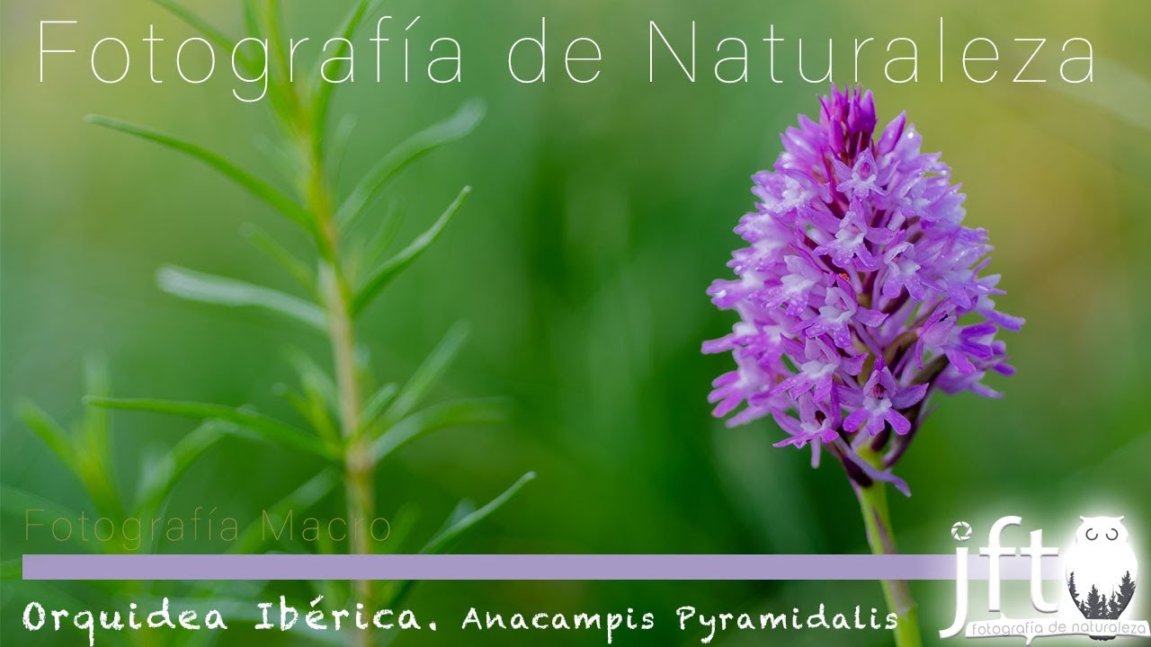 📸 FOTOGRAFIA Macro 🌍 Orquídeas Ibéricas. Anacampis Pyramidalis