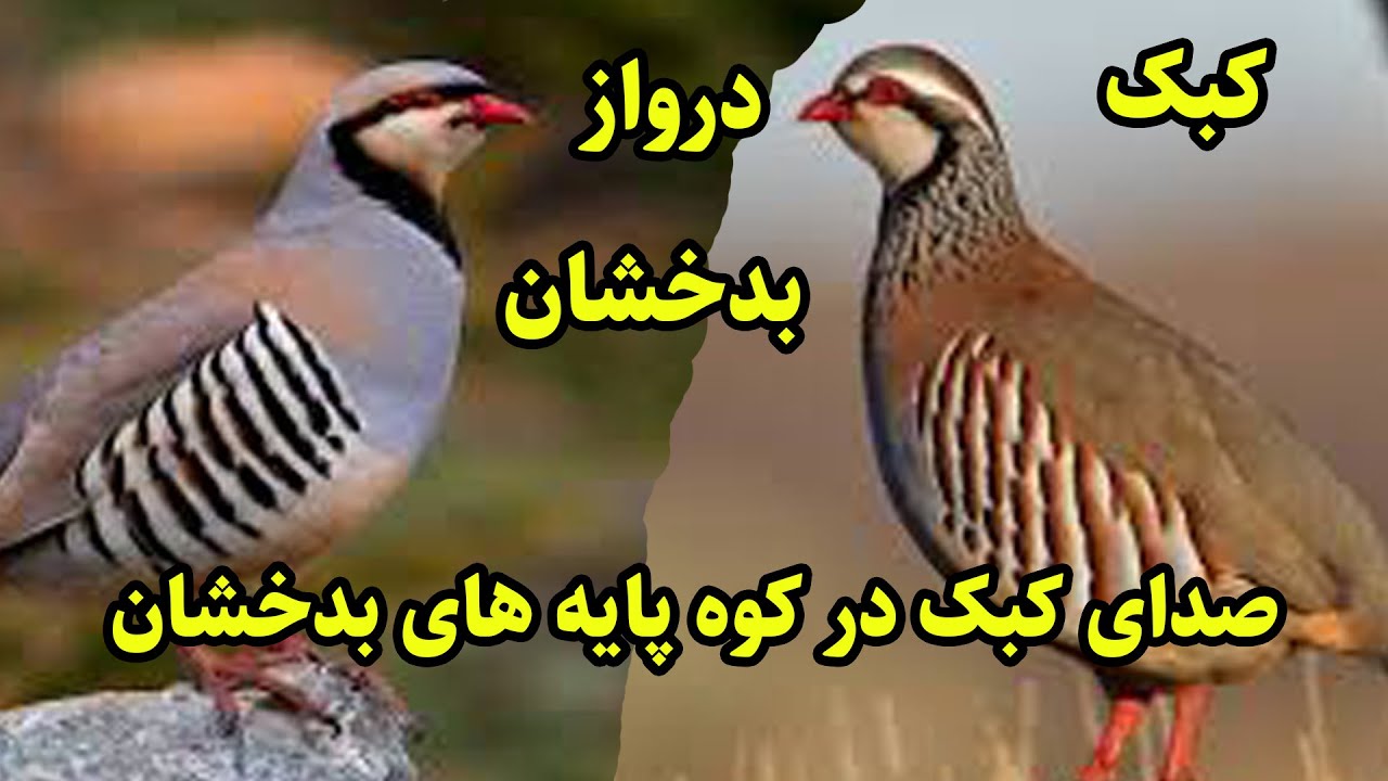 صدای دلنشین کبک درکوه پایه های بدخشان، درواز/نیک محمد نوریNik Mohammad Noori Badakhshan Faizabad