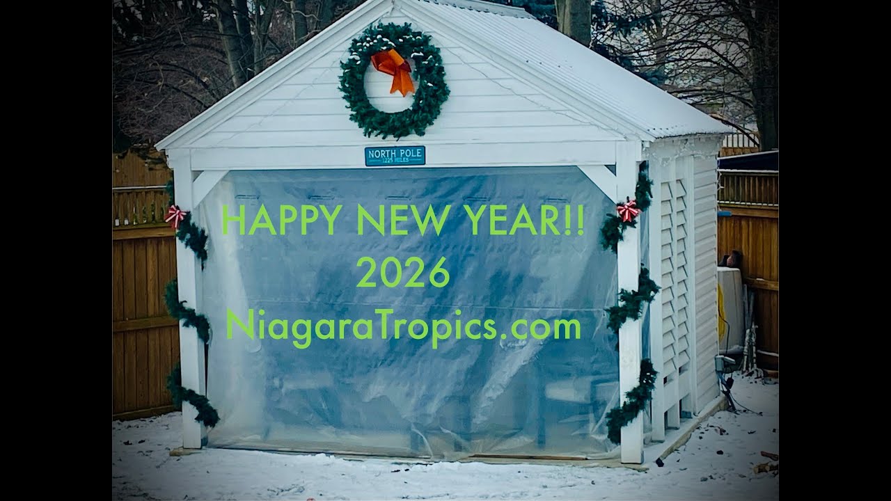 2026 Already!! New Year Niagara Tropics cold hardy palm tree garden tour..