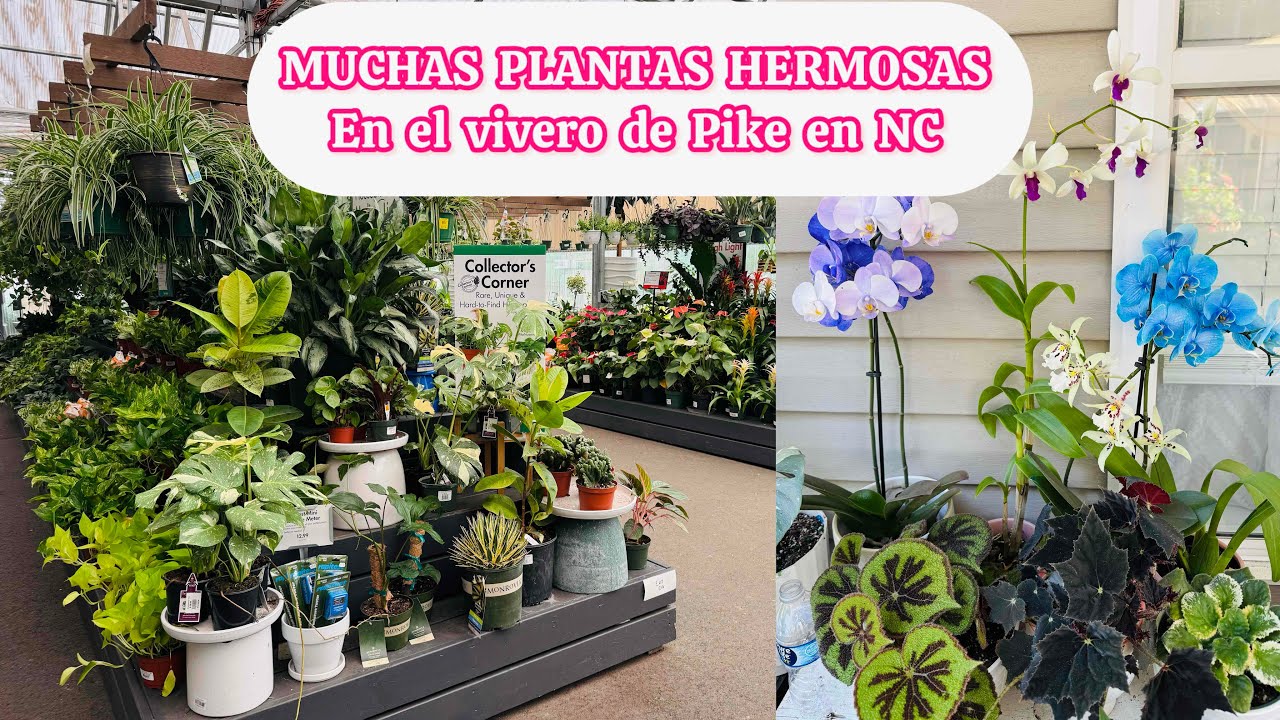 Este vivero tiene de todo orquideas, Monsteras, alocasias y más plantas hermosas