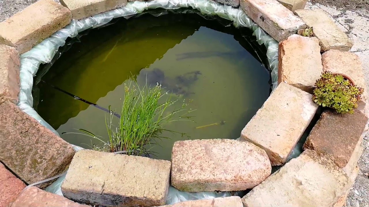Ancistrusi - Gupike - Zlatne ribice - Koi sarani 🐳🐟