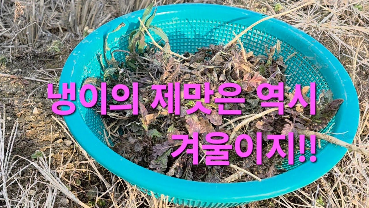 눈보라속에 냉이캐러 나왔는데, 뿌리가 굵어 손맛이 끝내주네요~#냉이#겨울냉이#노지냉이#자연산냉이#씀바귀#가세씀바귀#들나물#국산들기름#들기름#들깨농가