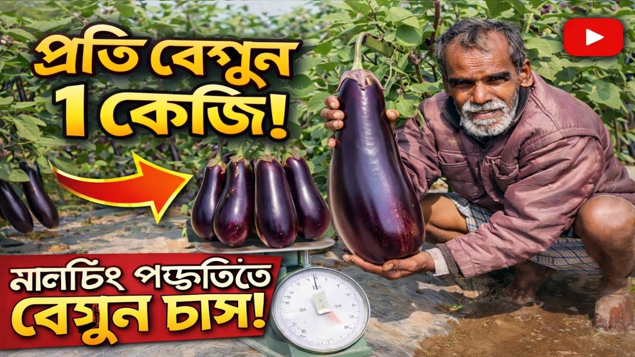 মালছিং পদ্ধতিতে বেগুন চাষ | কম খরচে বেশি ফলনের আধুনিক উপায় । মালচিং ব্যবহার করে বেগুন চাষে রেকর্ড 