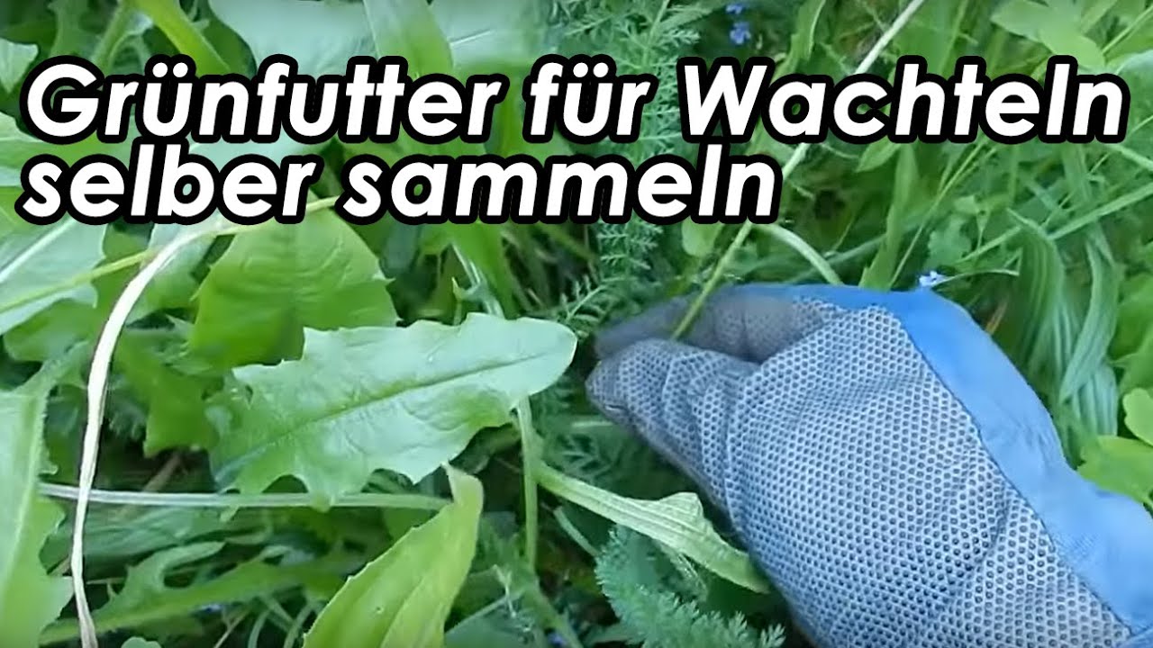 Wachtelfarm #78 - Grünfutter für Wachteln selber sammeln