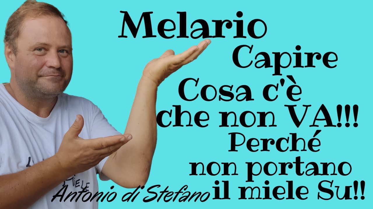 Melario ancora Vuoto !!!Perché? cosa devi guardare?Attenzione !!!!Miele non c'é? devi capire?