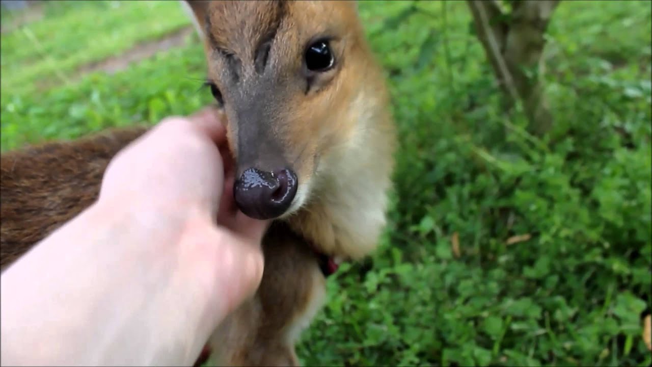 Muntjac deer on Leash