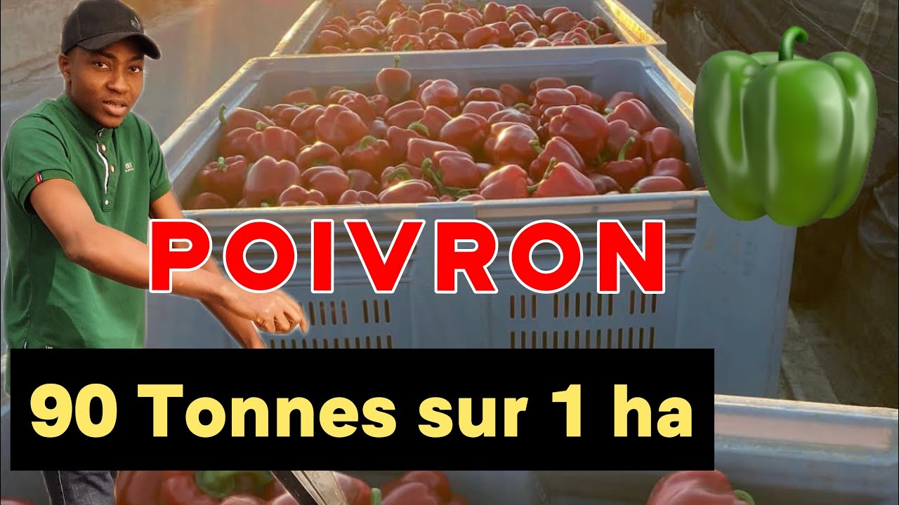 J'ai récolté 90 Tonnes de Poivron sur 1ha:vidéo 1/2#rentabilité#agriculturemoderne#agritech#afrique