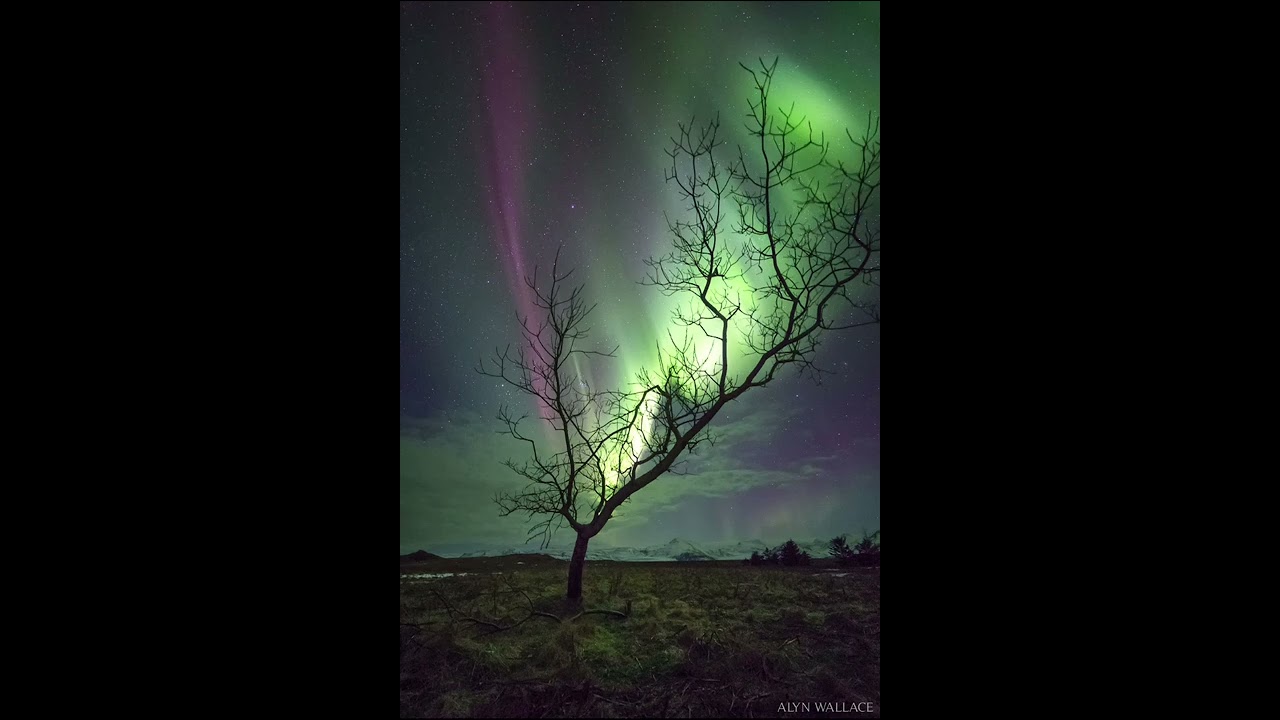 2026 March 08 - The Aurora Tree