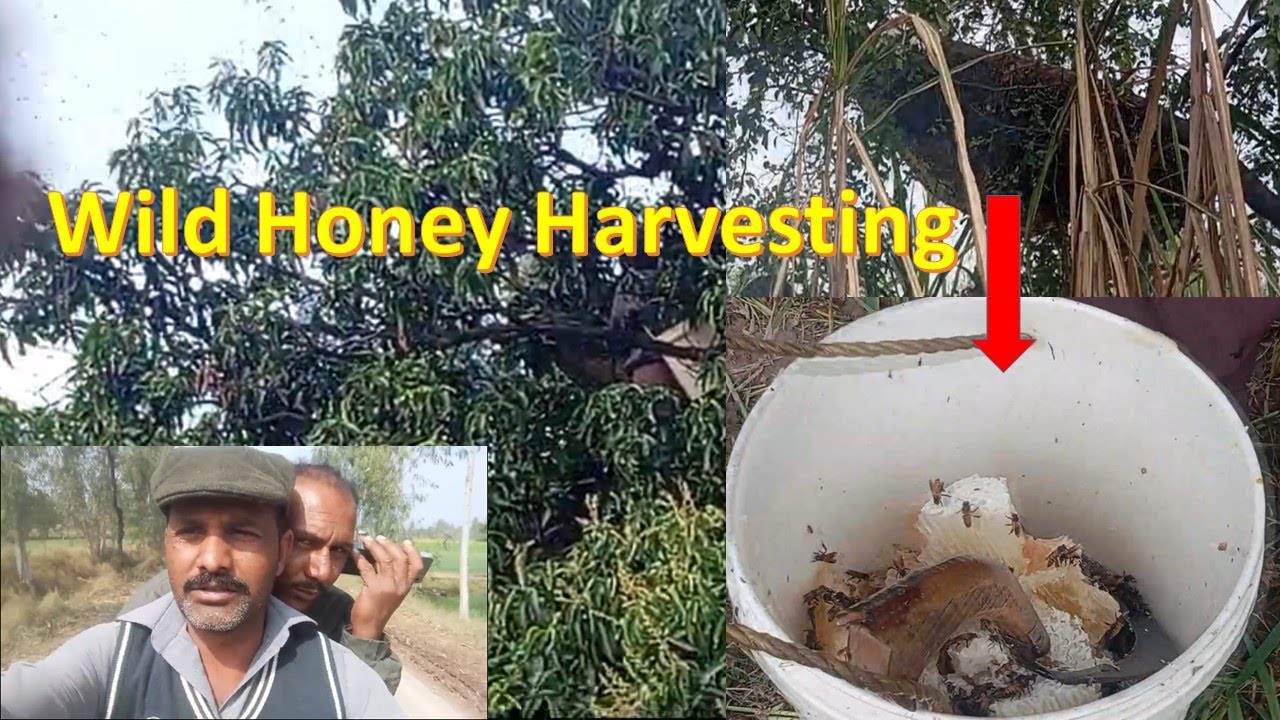 Wild Honey Harvesting | 10 KG Shahd  from 3 Bee Hives | Jangli Maakhi