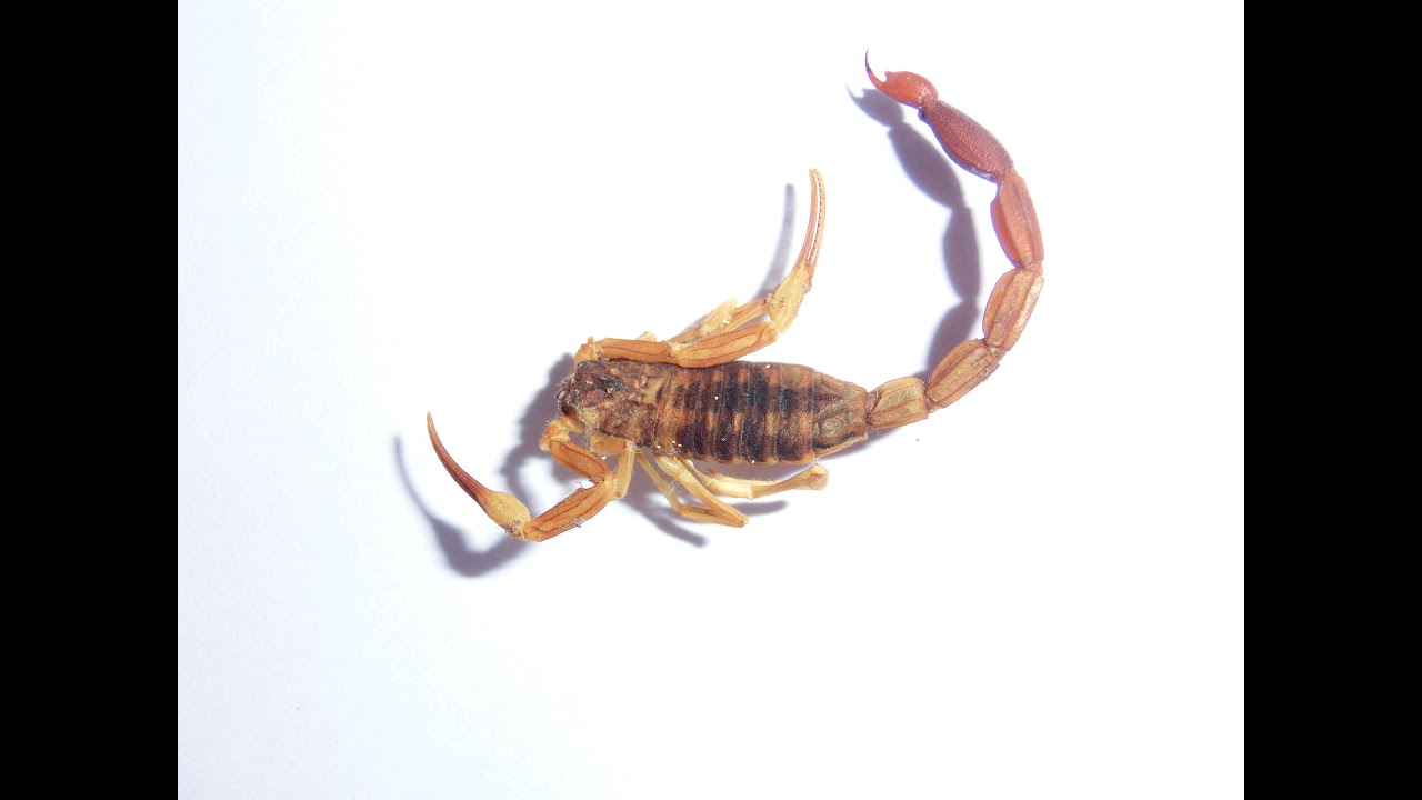 ALACRANES, (escorpiones) la diferencia entre venenosos y no venenosos