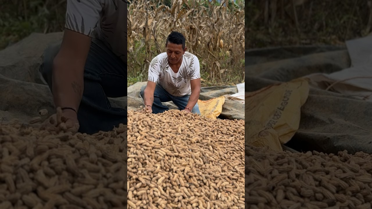 Listo para guardar mi man&iacute; 🥜 en este granero Antiguo ☺️👨🏼&zwj;🌾🙏 #mani #food #cosechas