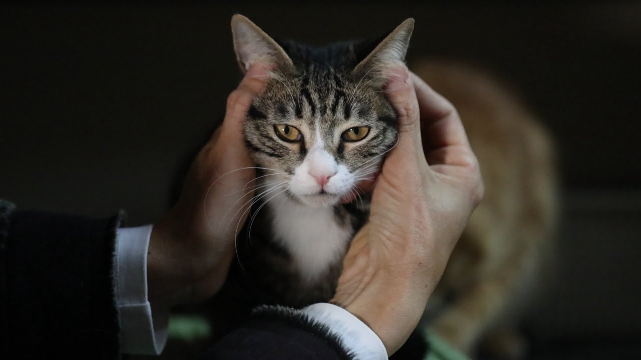 我是如何照料13隻口炎貓貓的，還真不一定要全口拔牙｜西樹 Xishu&Cats