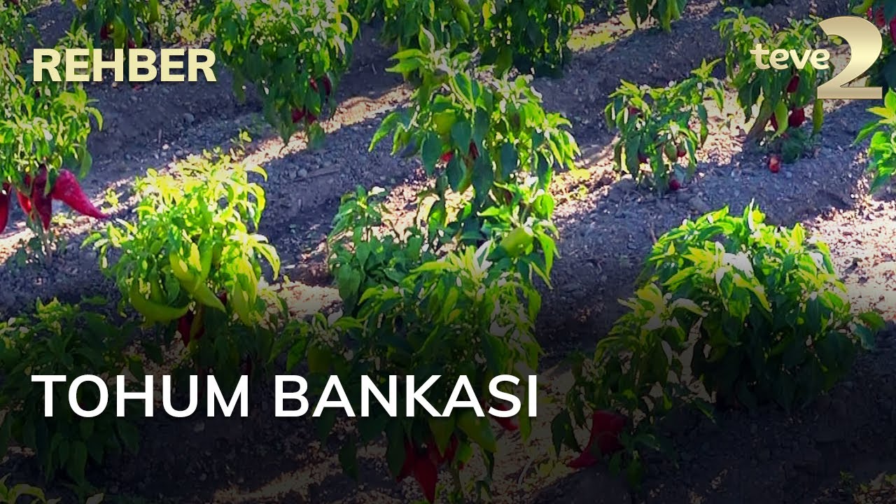 Rehber: Tohum Bankası