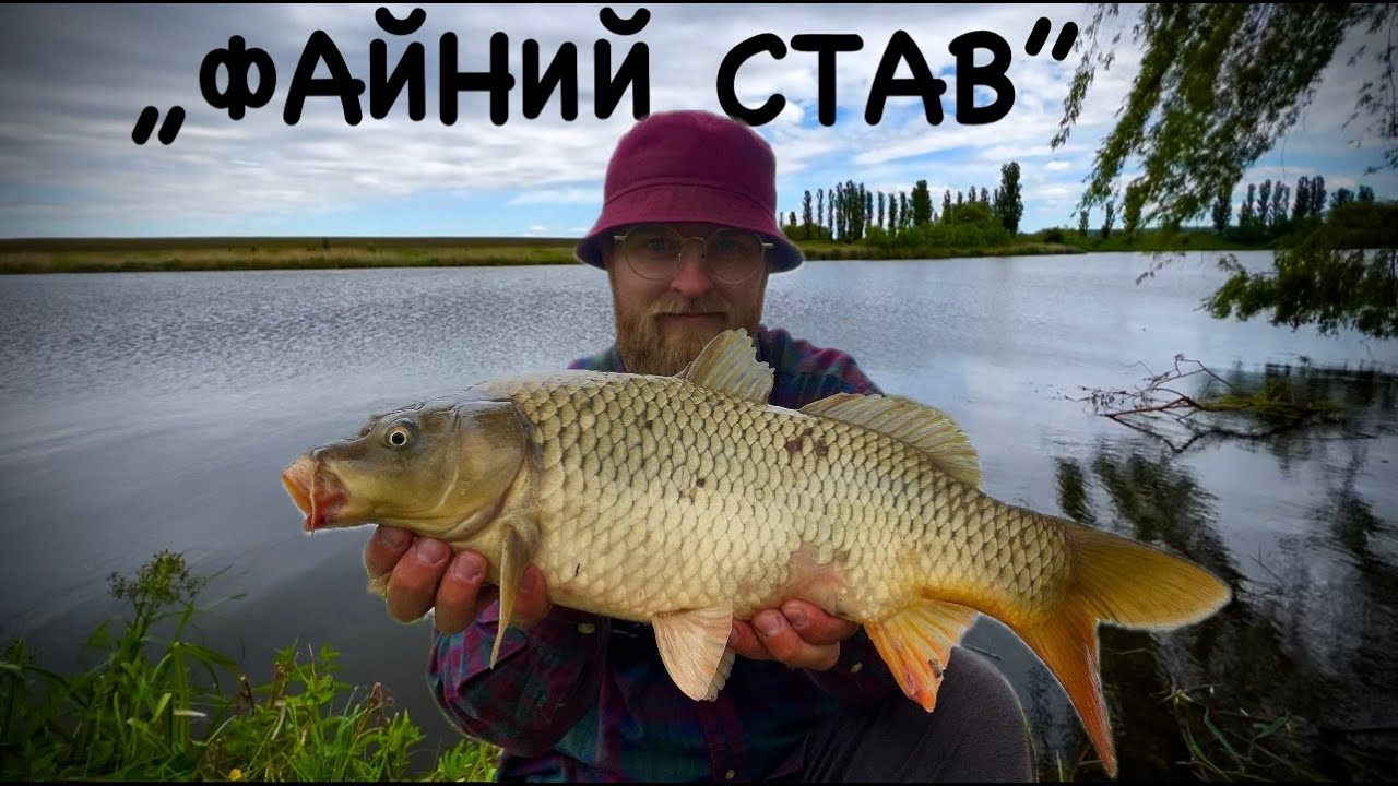 „ФАЙНИЙ СТАВ“|ЛОВЛЮ КАРПА НА ПІКЕР