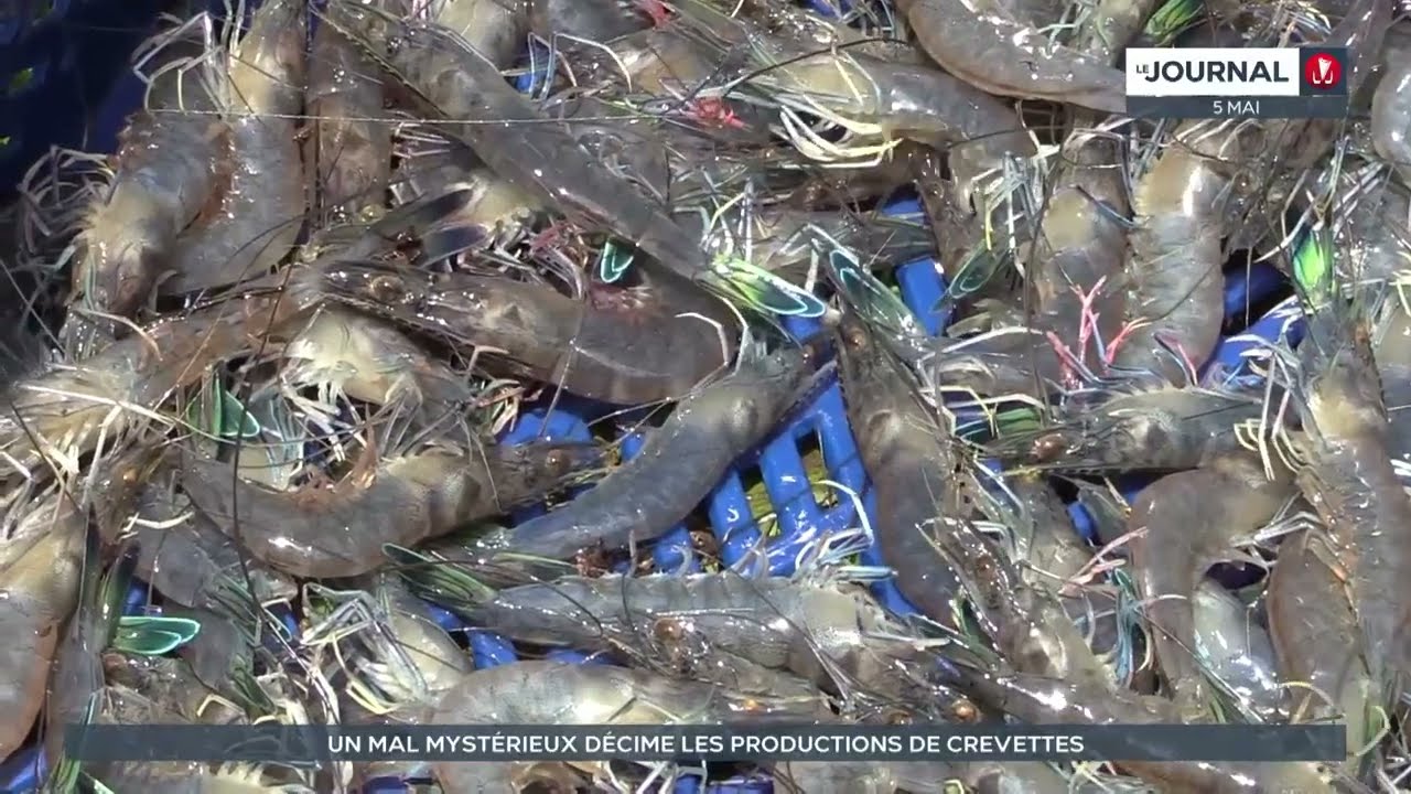 Un mal mystérieux décime les productions de crevettes