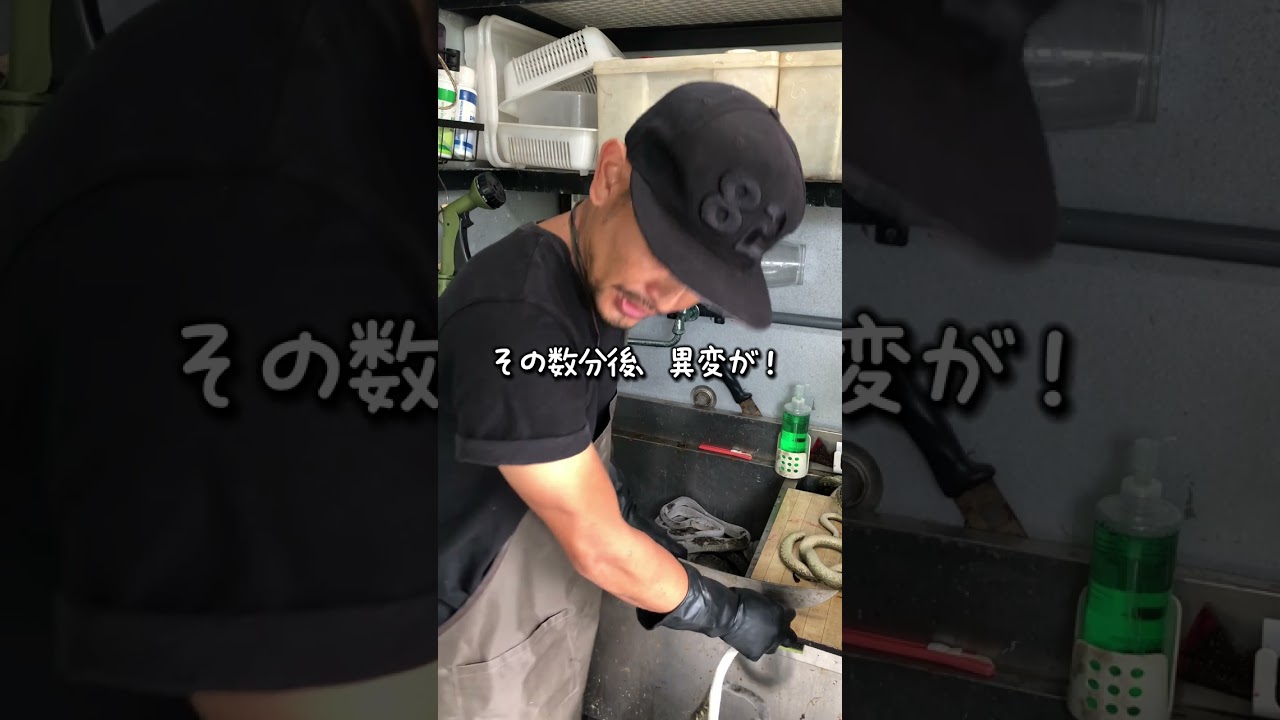 皆さん、ハブには本当に気を付けてくださいね！ 