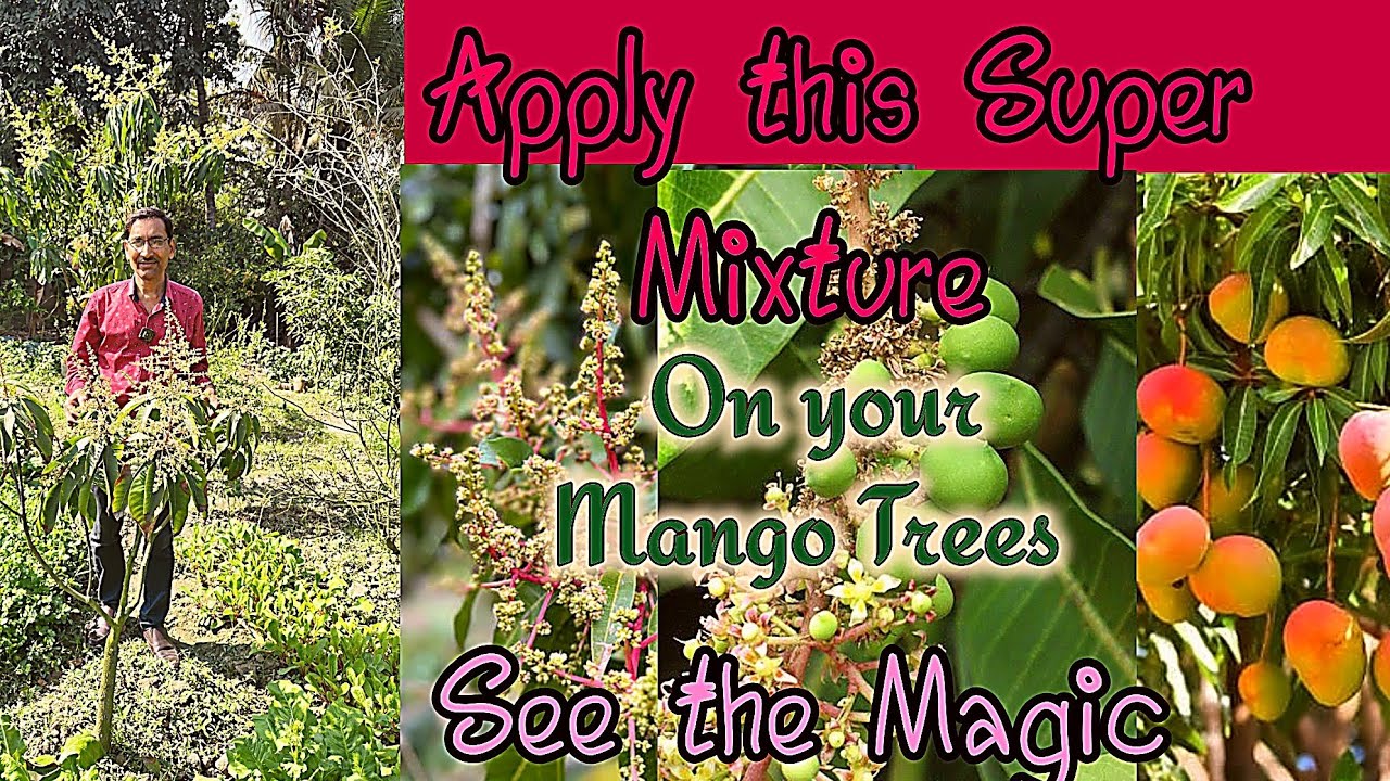 Spray this Magic Mixture on your Mango Trees and Get the Amazing Results. Mango tree treatment