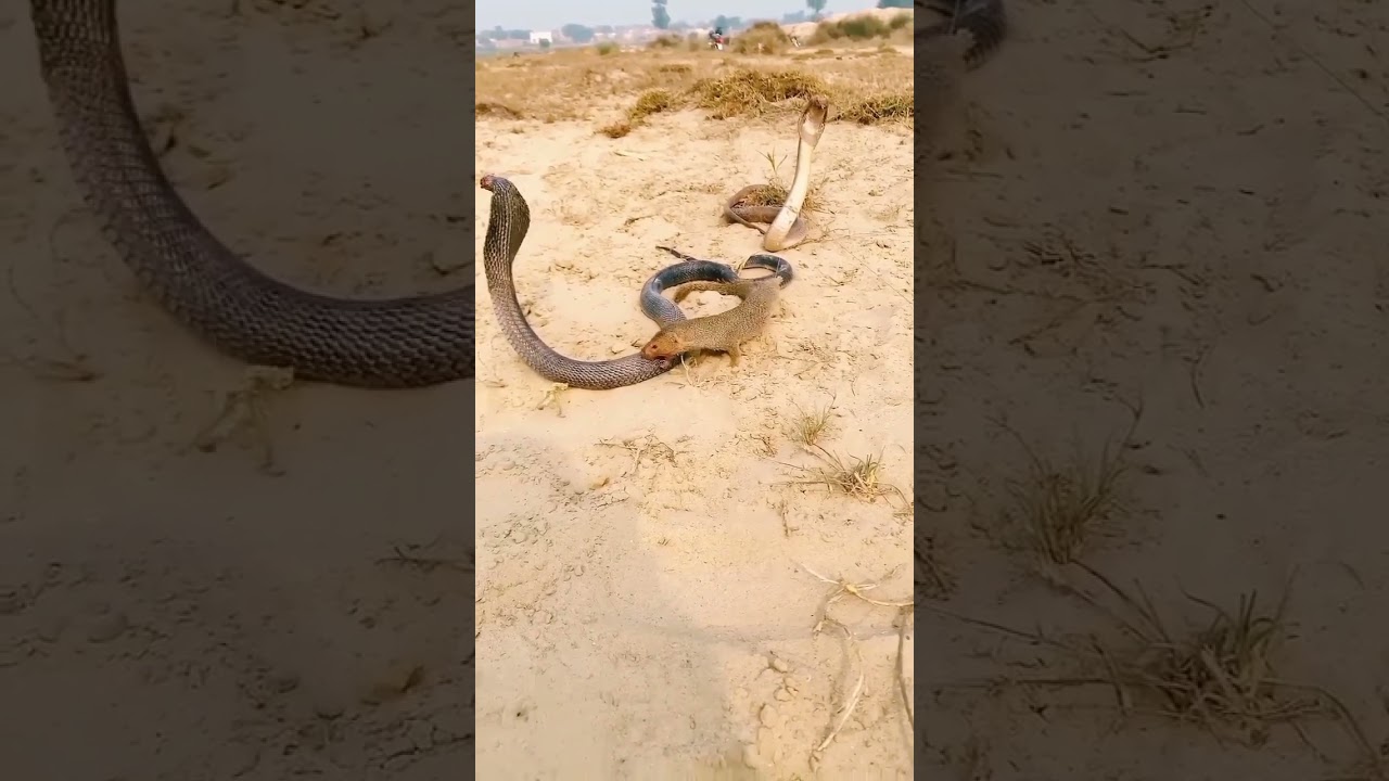 black mamba vs mongoose || snake vs mongoose fights || sanke vs fights #viral #shorts