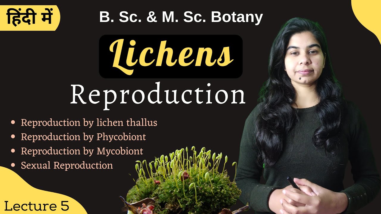 Lichens || Reproduction in Lichens || in Hindi || Botany || B. Sc. & M. Sc.