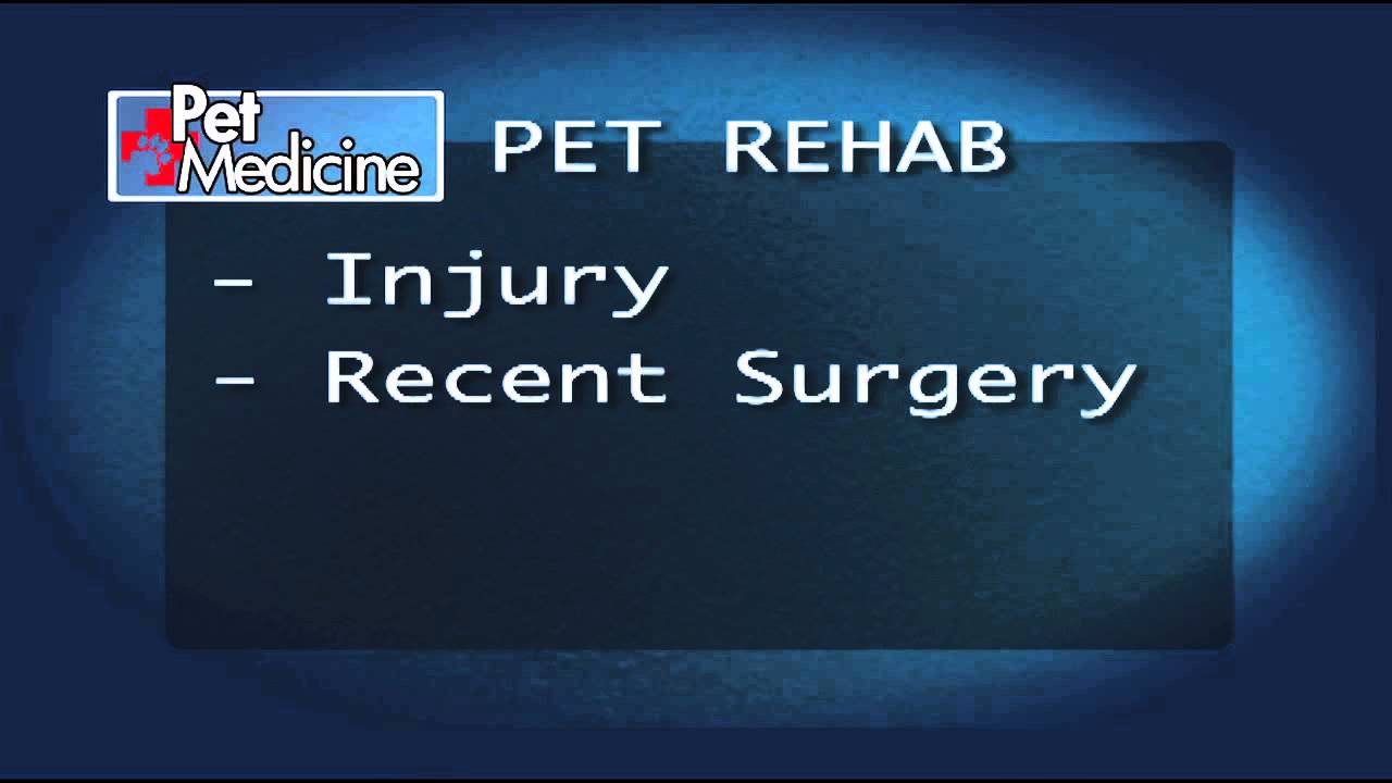 Pet Rehabilitation