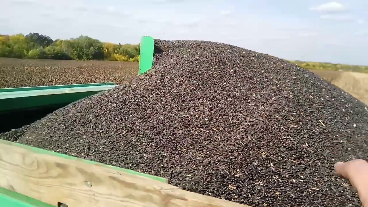 Начало уборки подсолнечника настройка комбайна