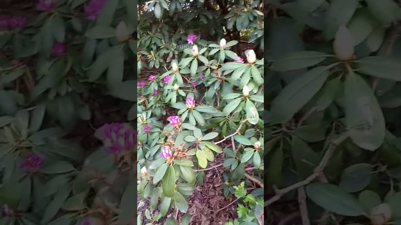 Rhododendrons at Marabouparken, Sundbyberg, Stockholm