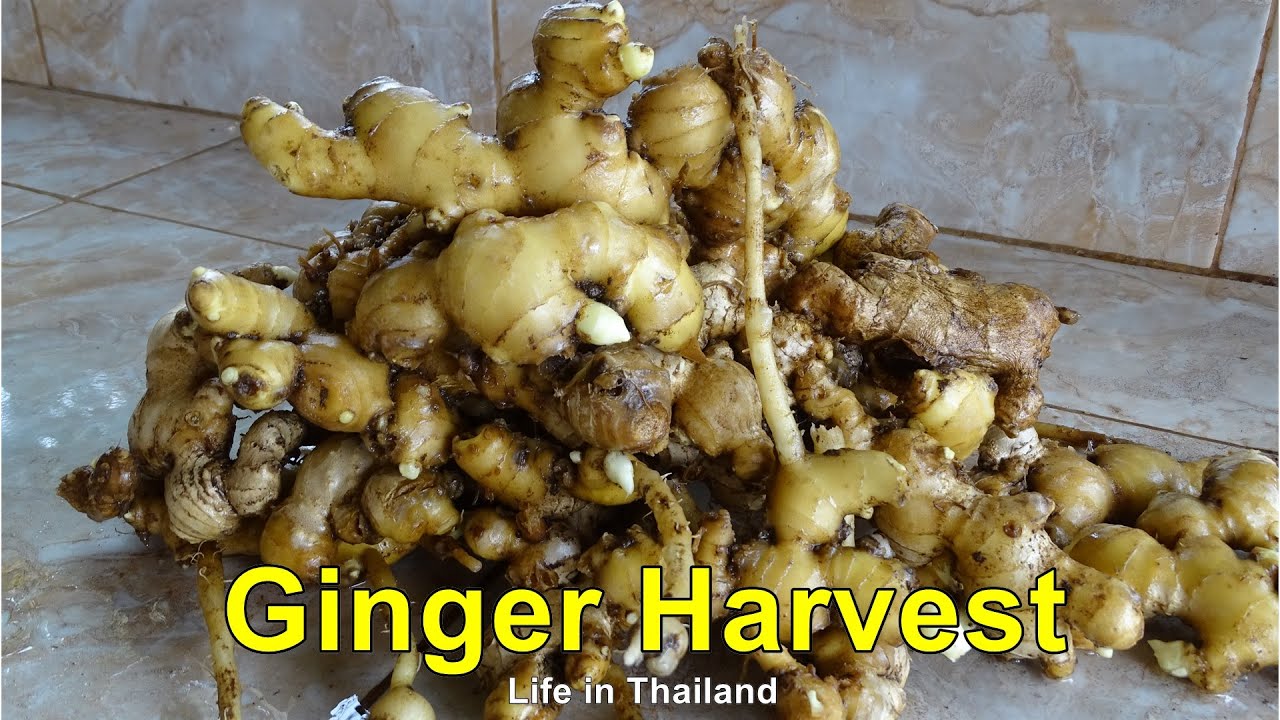 Ginger Harvest 2020, growing ginger in a wicking bed garden.