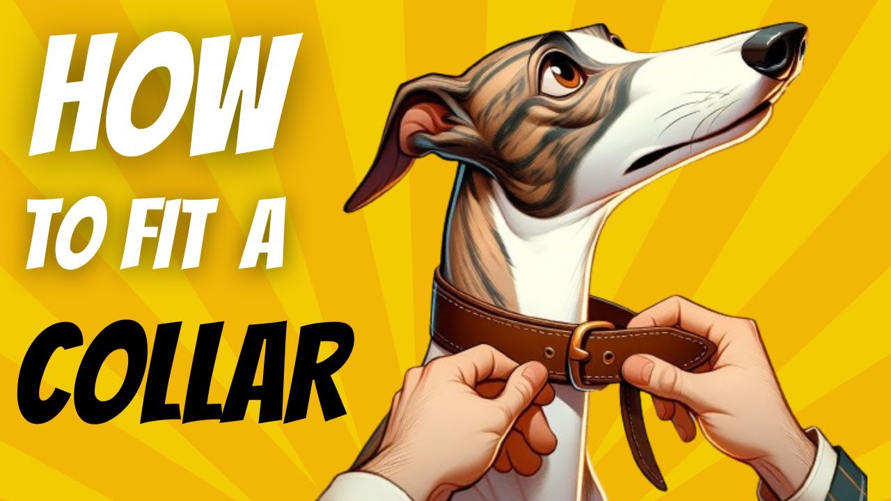 How to fit a Greyhound collar