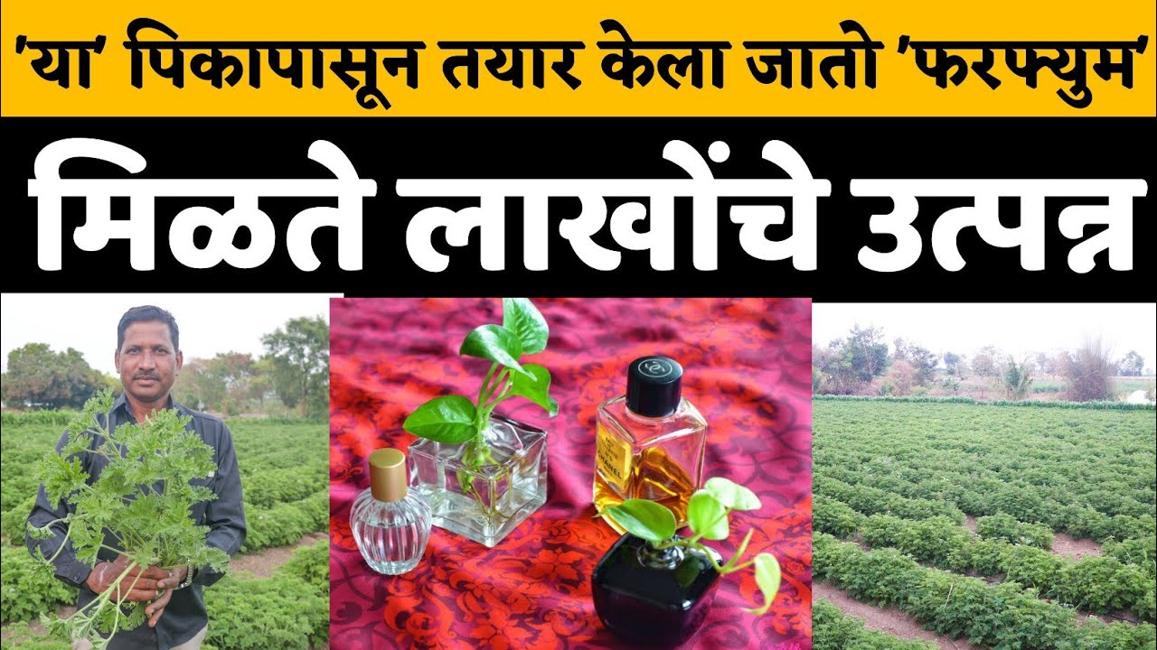 जिरेनियम शेतीची यशोगाथा | geranium farming success story| जिरेनियम म्हणजे काय?|Jiraniyam farming