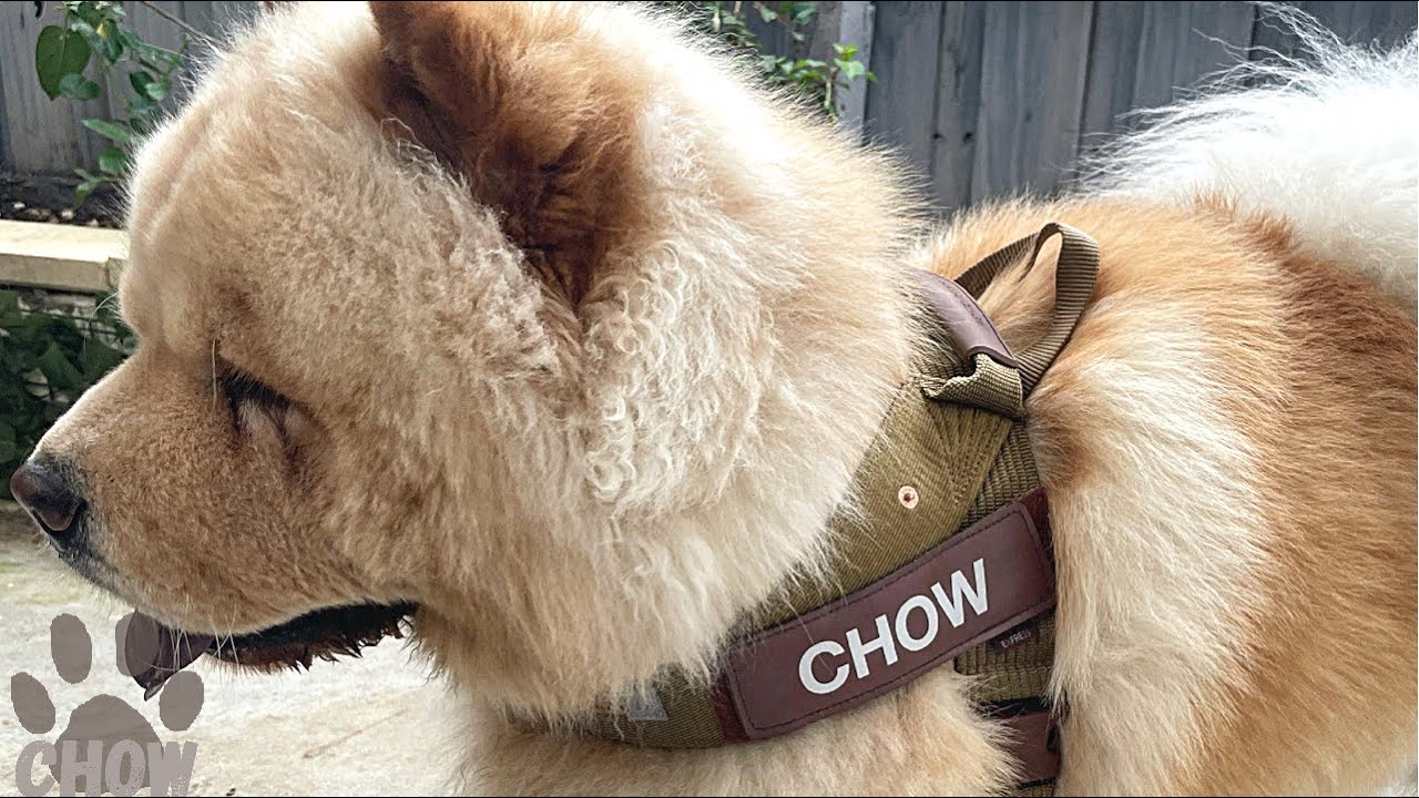 Ezydog Leash and Custom Harness For Our Dog. It says CHOW!