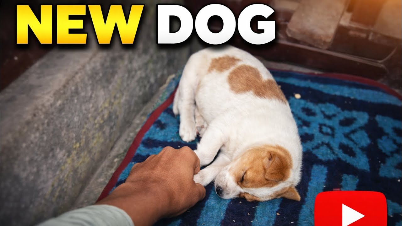 New Dog🐕 volgs #new #vlogs #trending #video #like #1000subscriber Day 67
